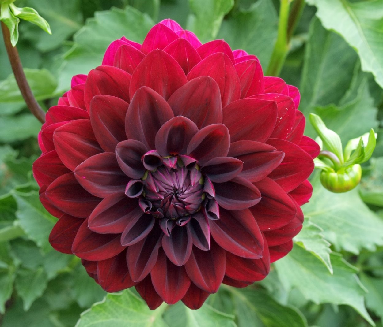 Георгин contraste