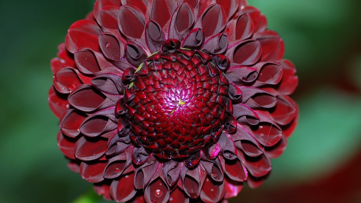 Георгин Арабиан Найт