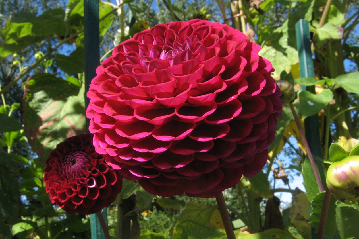 Георгин цветок бордовый