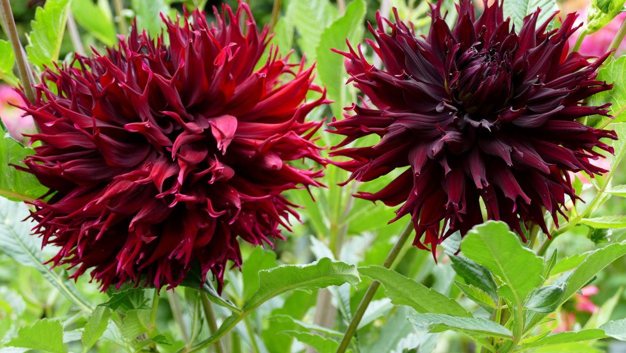 Георгин Арнхем