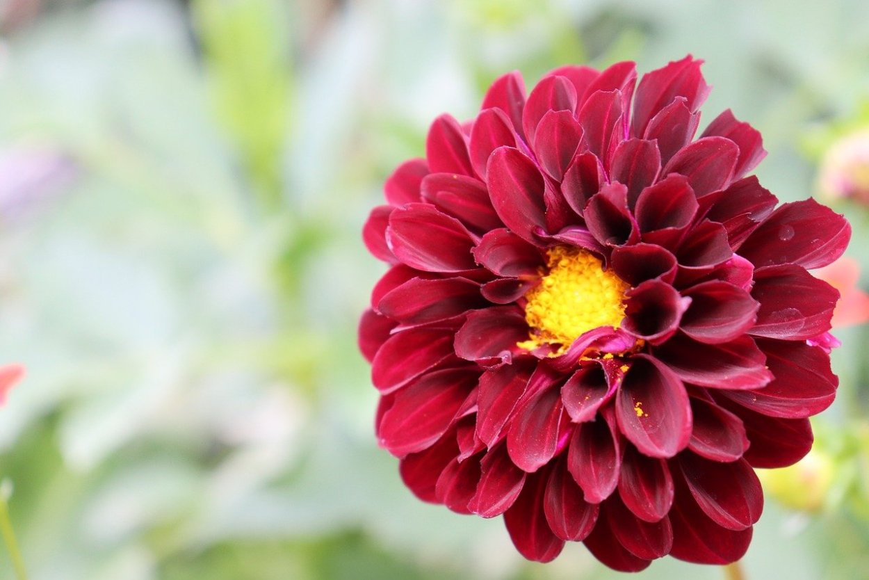 Георгин вишневый