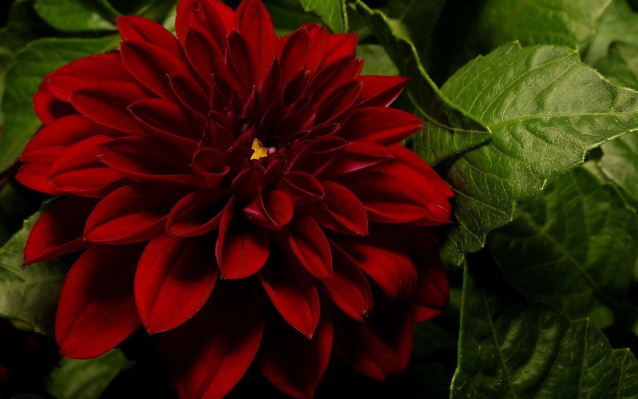 Георгин Diva us