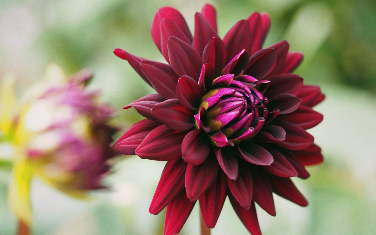 Георгина срезка бордо