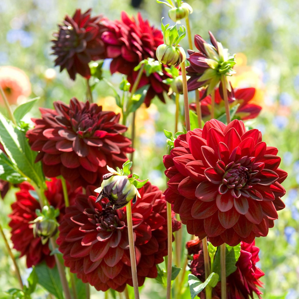 Георгин ред Пигмей