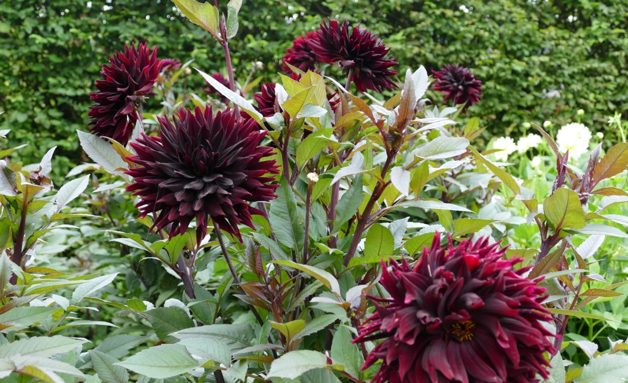 Георгина Dahlia Gallery Bordeaux, Dark Red