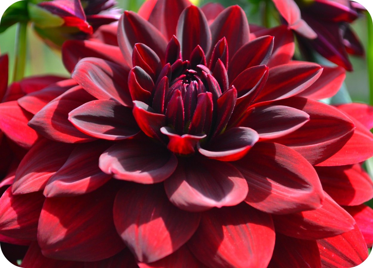 Георгина Тирелл