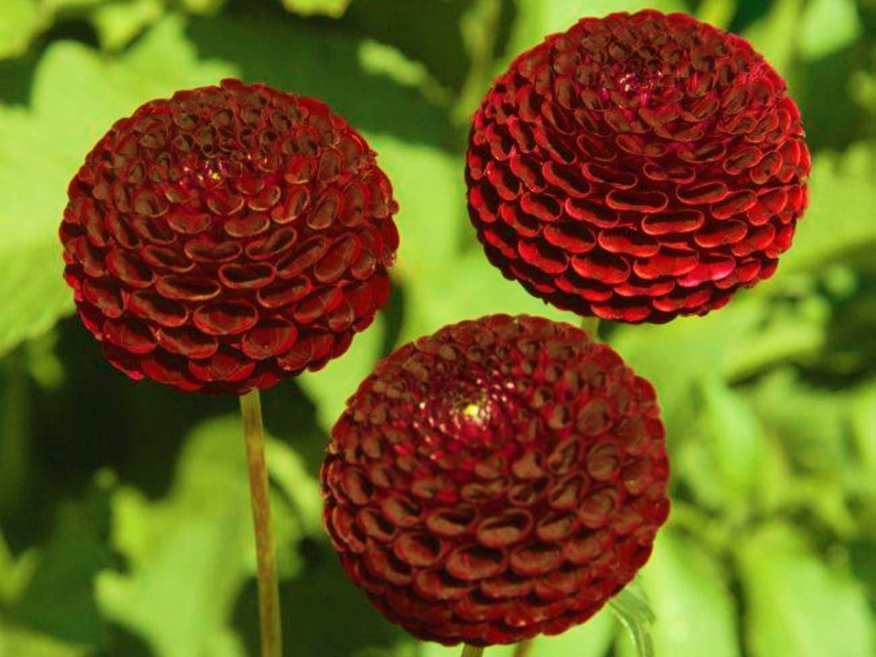 Хризантемы бордово-фиолетовые