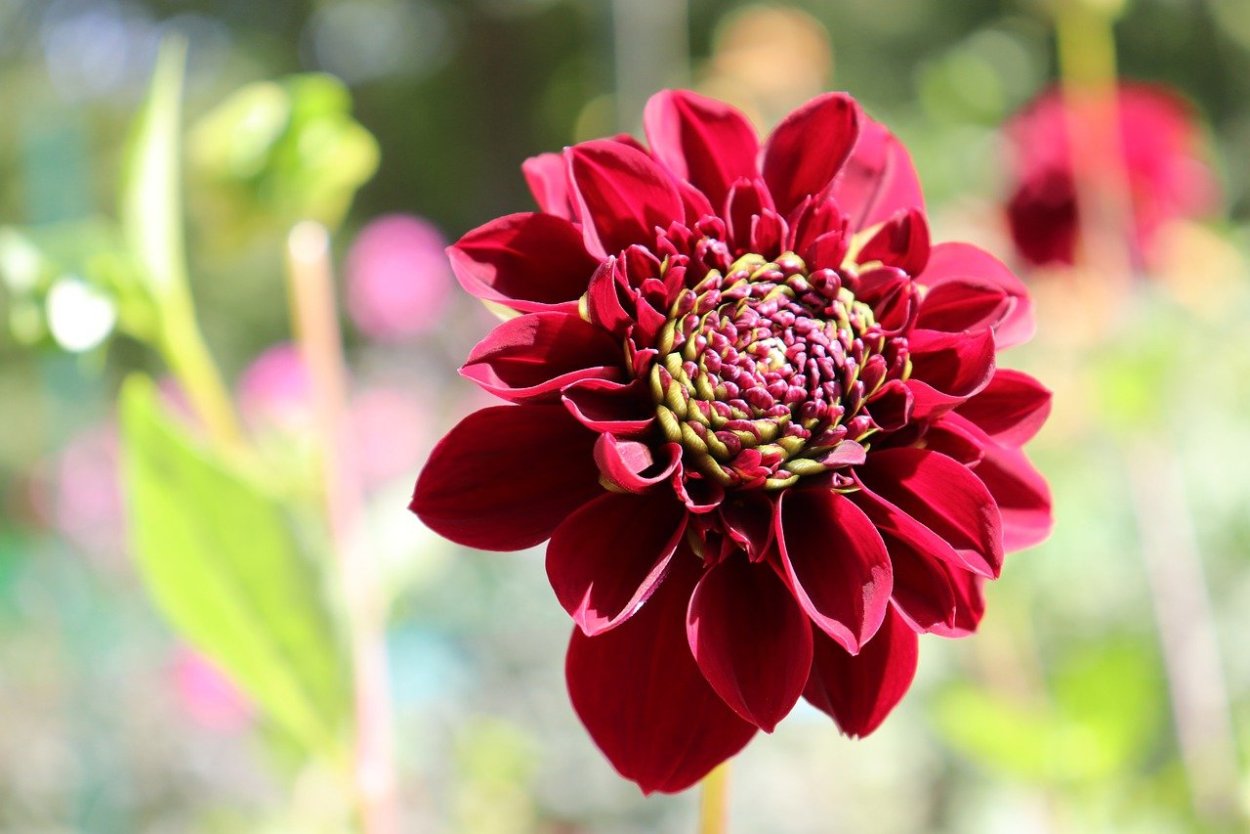 Dahlia Нохо Соня