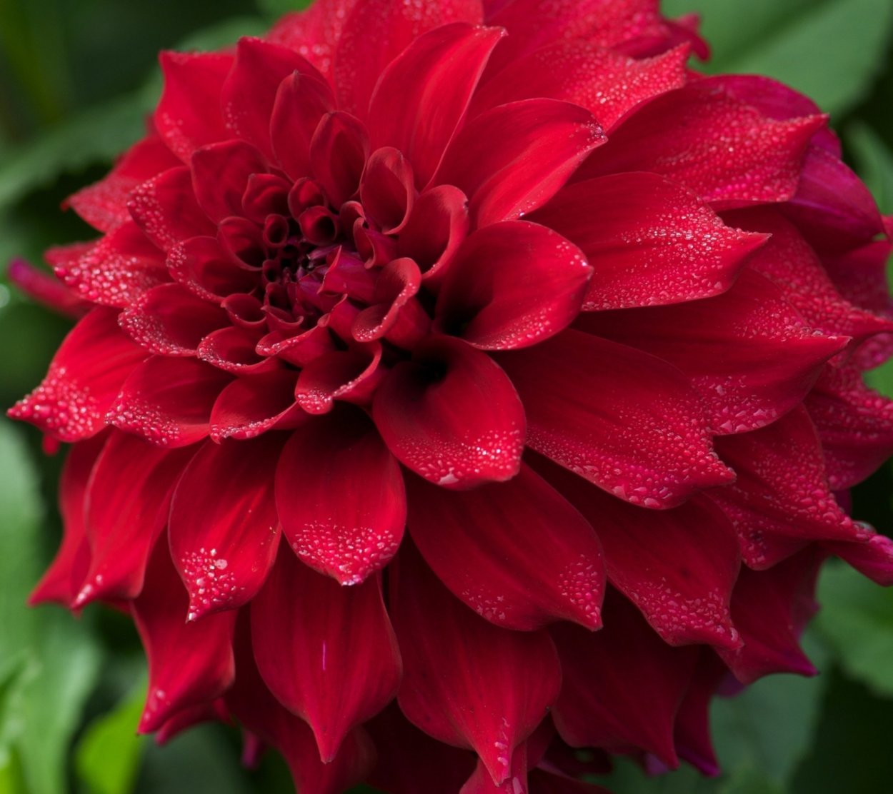 Георгины Далия