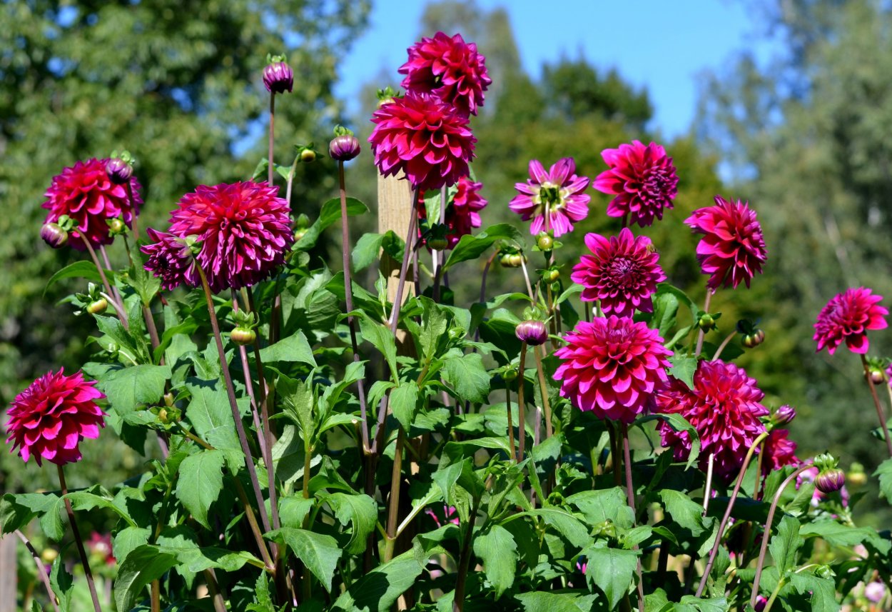 Георгины Пепл