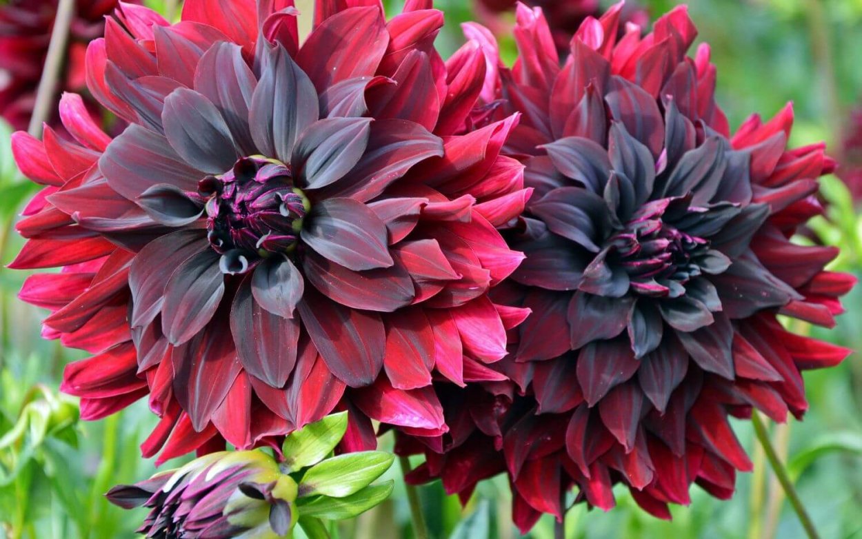 Красные георгины