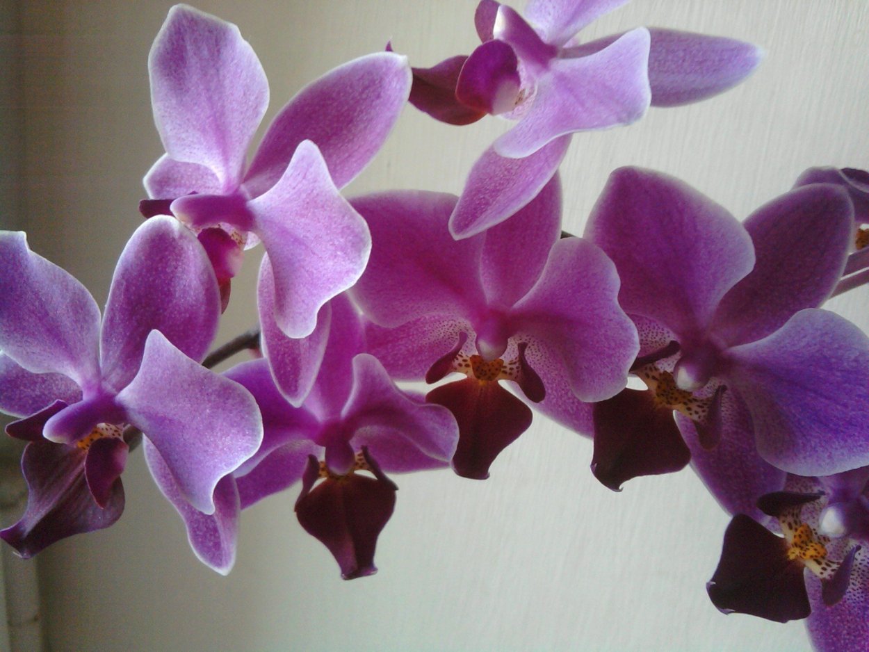 Орхидея фаленопсис Pretoria