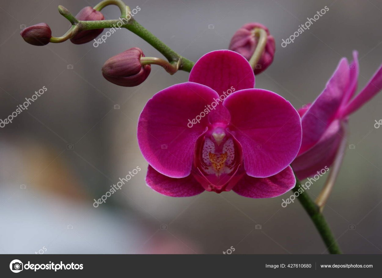 Фаленопсис брейса