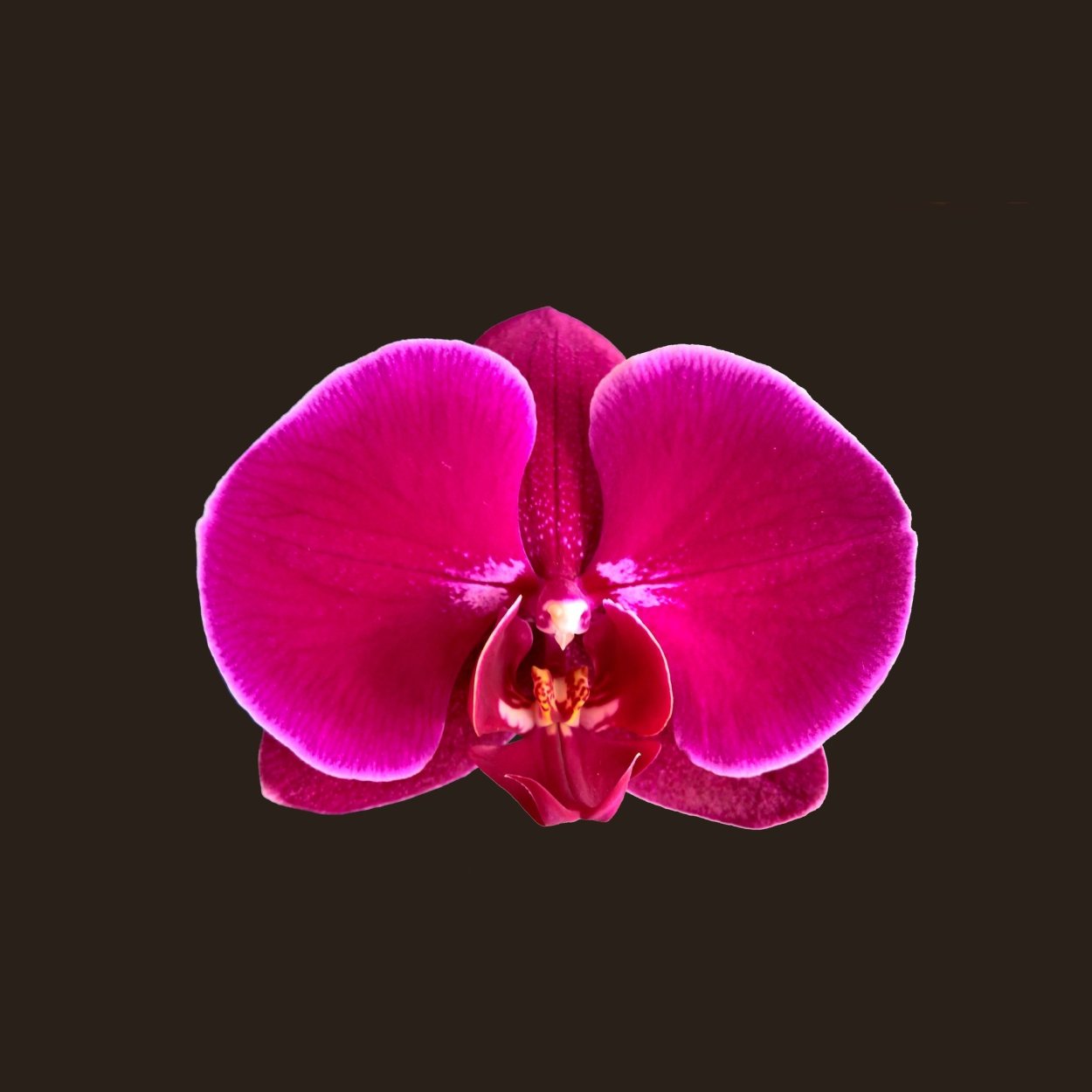 Орхидея Жемчужина императора