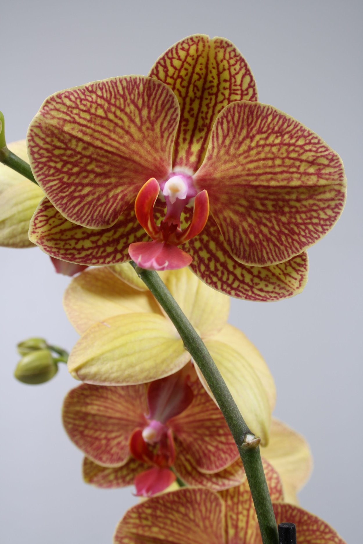 Фаленопсис Тереза