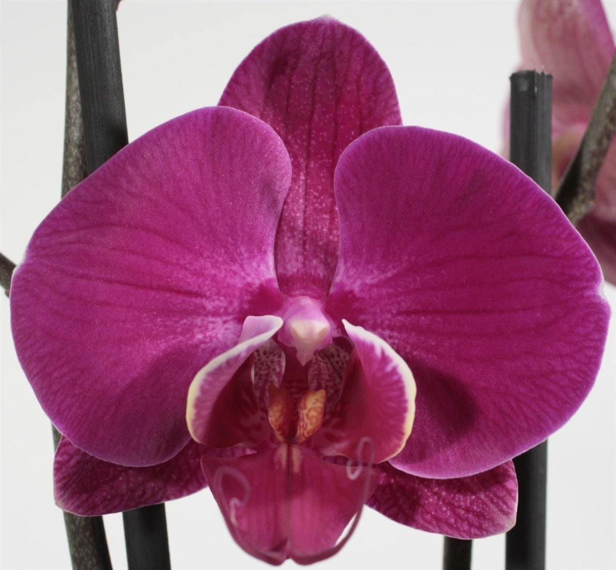 Орхидея Phalaenopsis Carmen