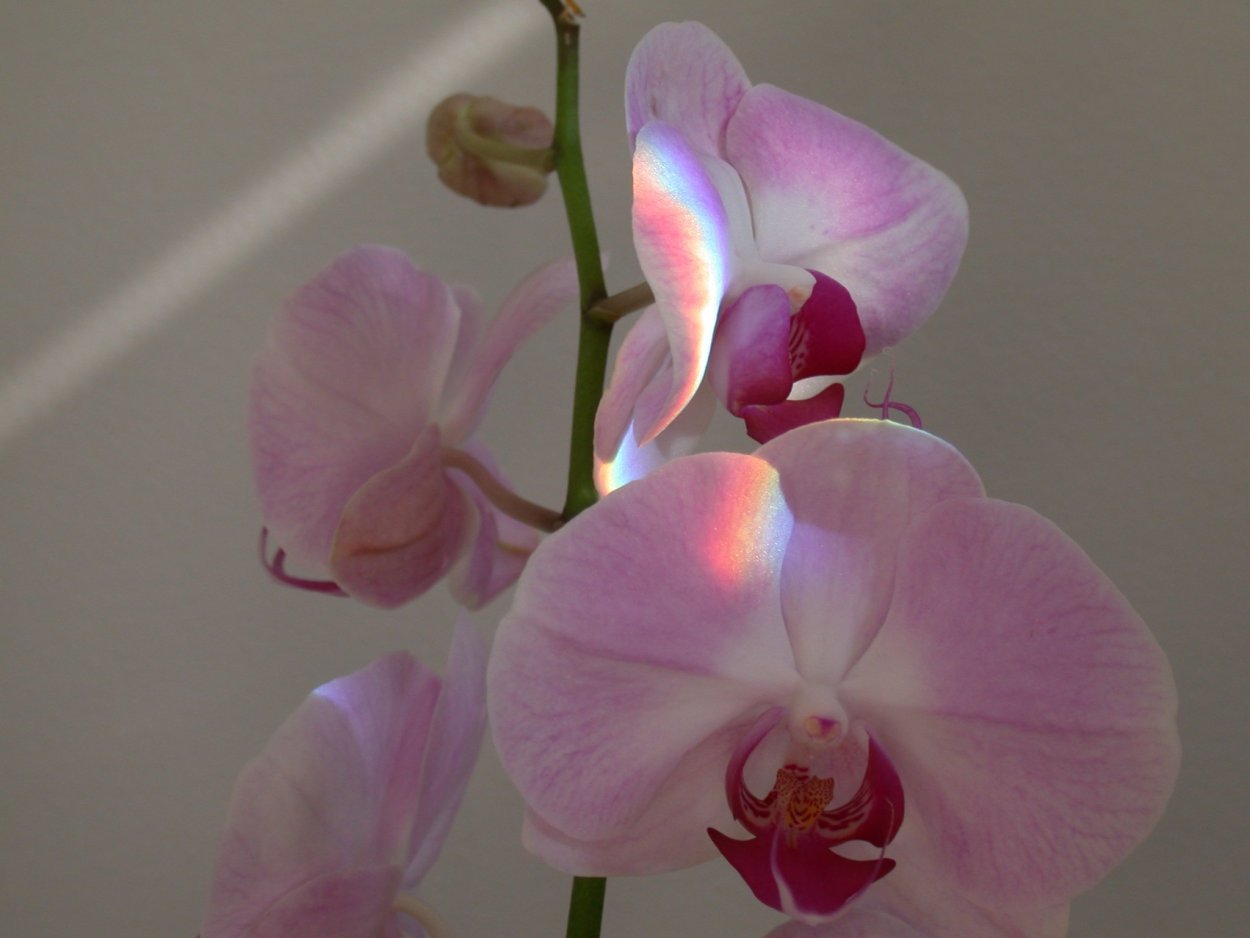 Фаленопсис Жемчужина императора