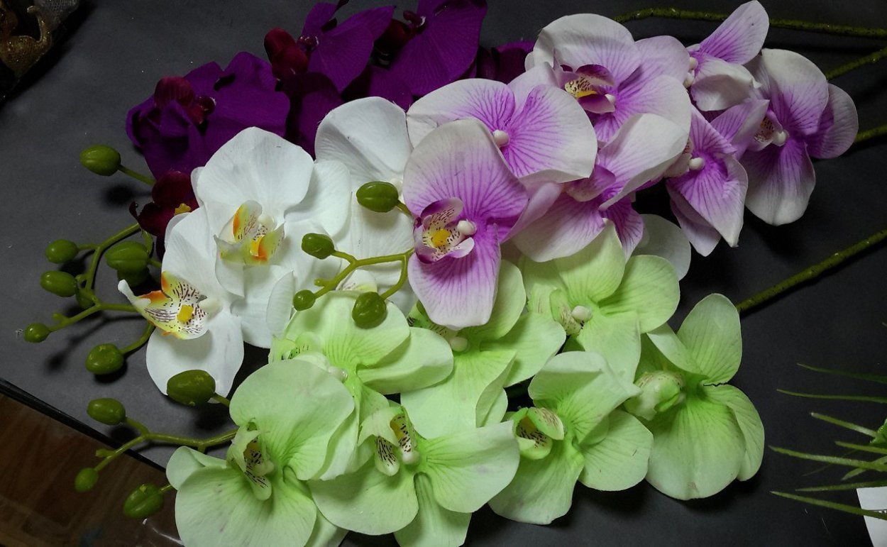 Орхидея Phalaenopsis Kellion