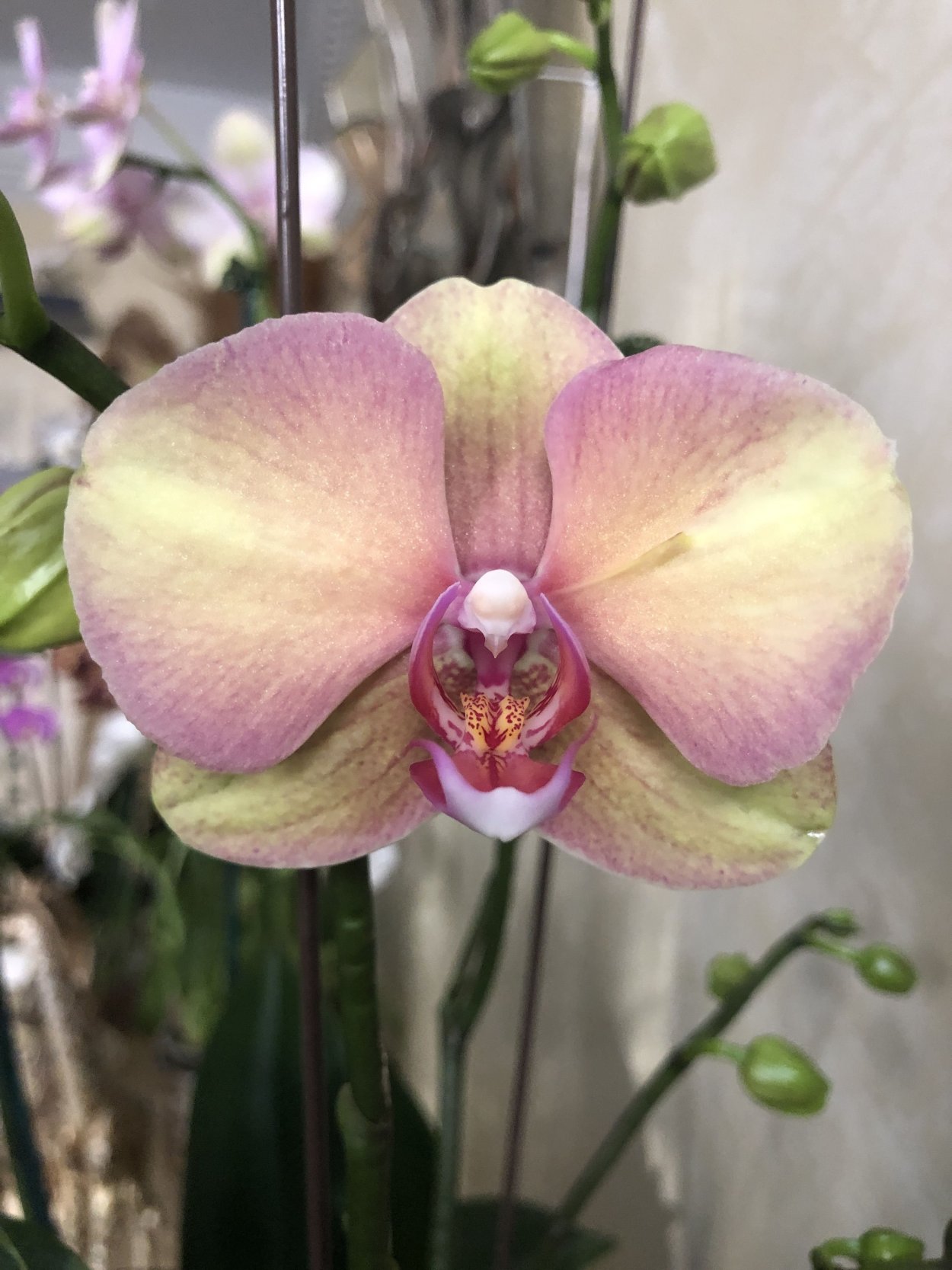 Орхидея фаленопсис Жемчужина императора