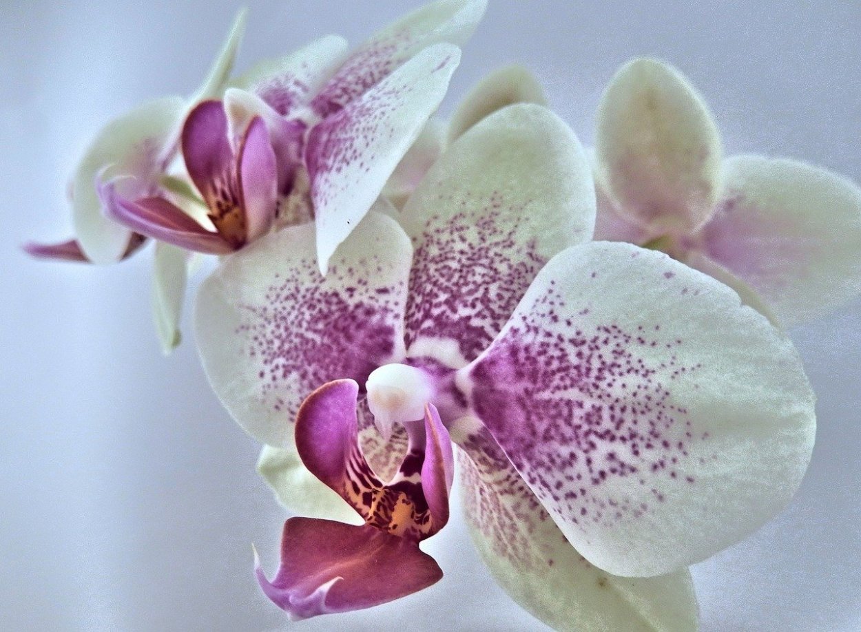 Фаленопсис Phalaenopsis White & Pink