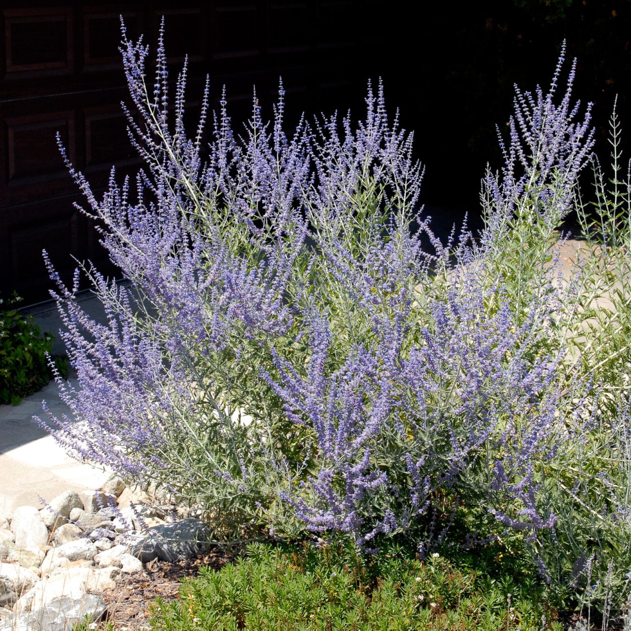 Перовския atriplicifolia