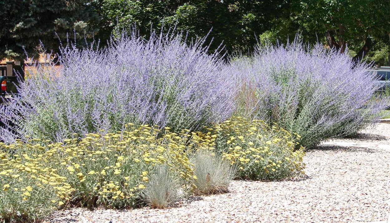 Перовския (сорт 'Blue Steel')