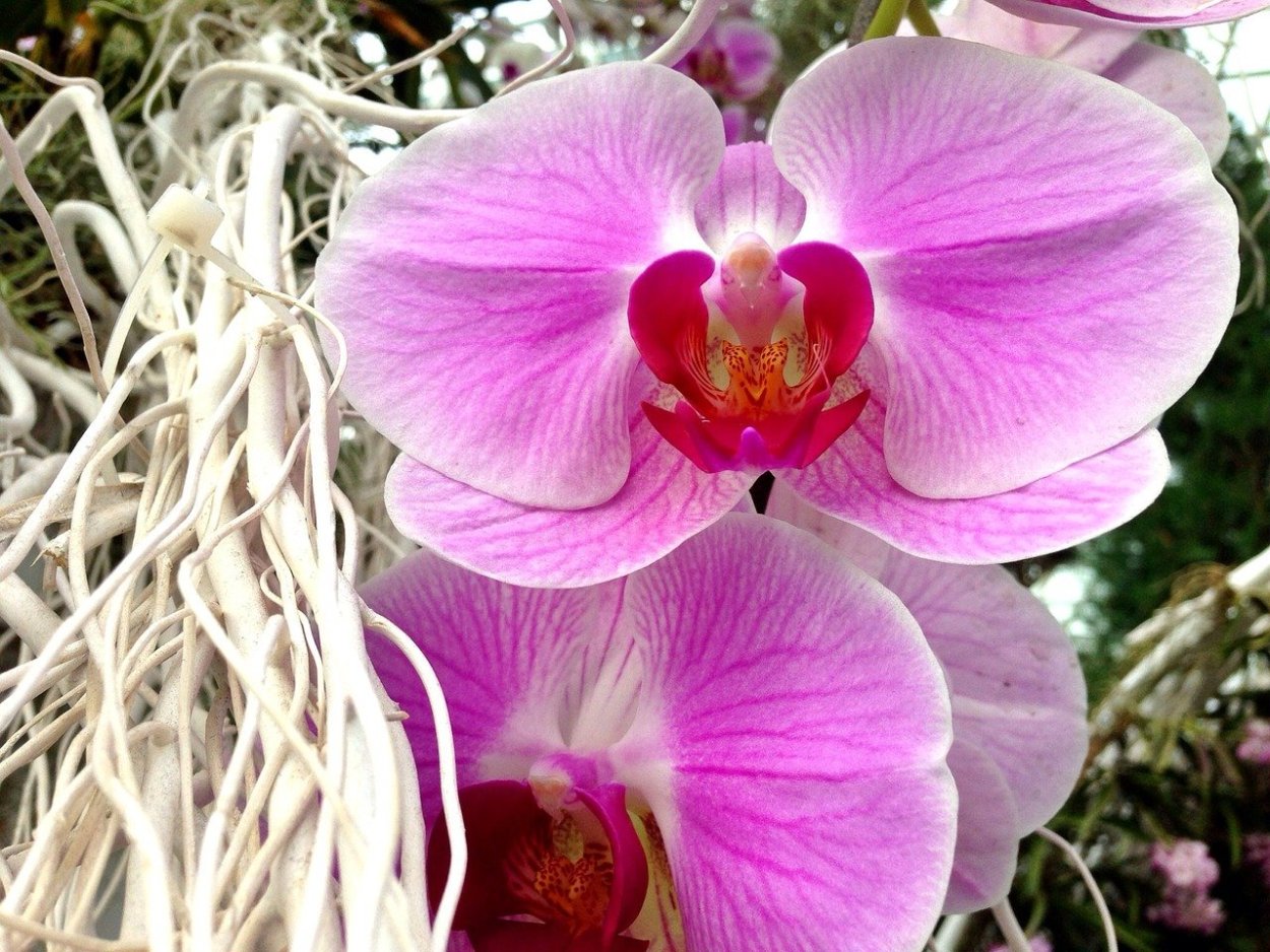 Фаленопсис Carmen