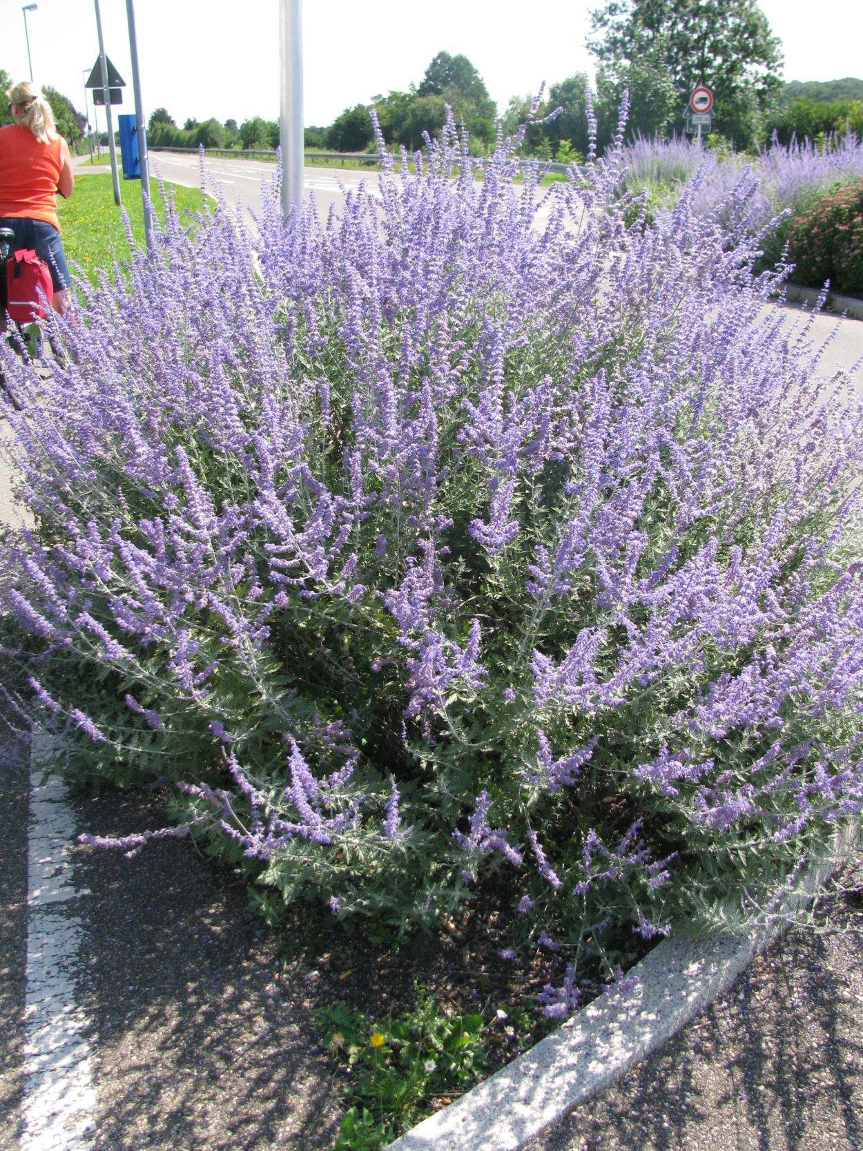 Перовския лебедолистная