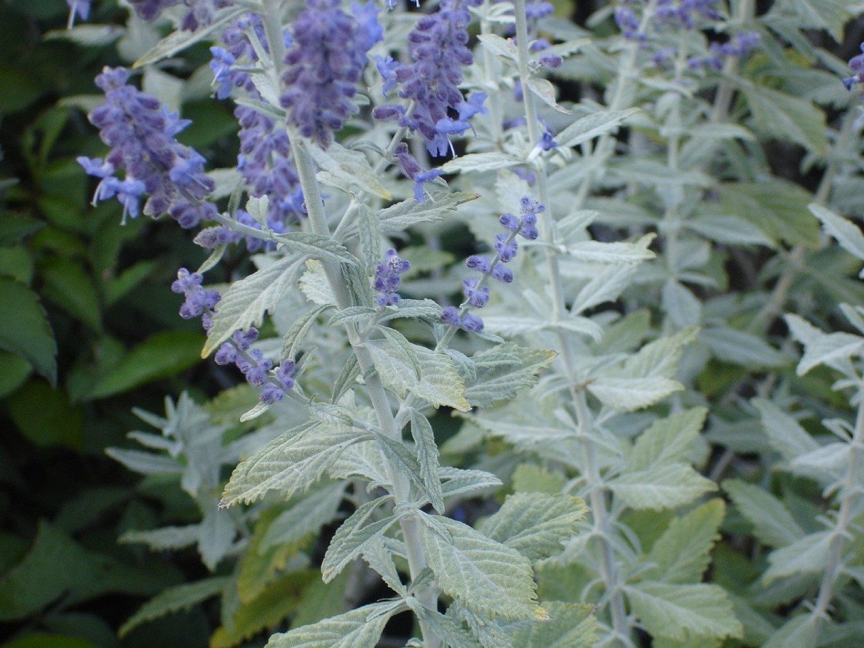 Перовския Сильвери Блю