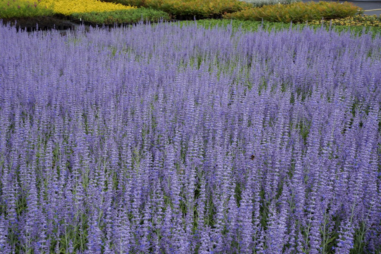 Перовския Perovskia atriplicifolia Rocketman