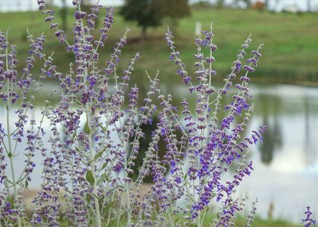 Перовския норичниковолистная