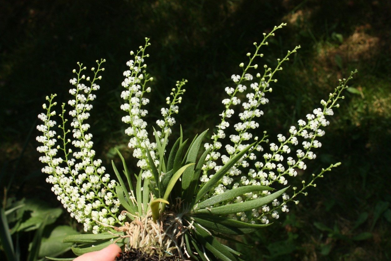 Ornithocephalus inflexus