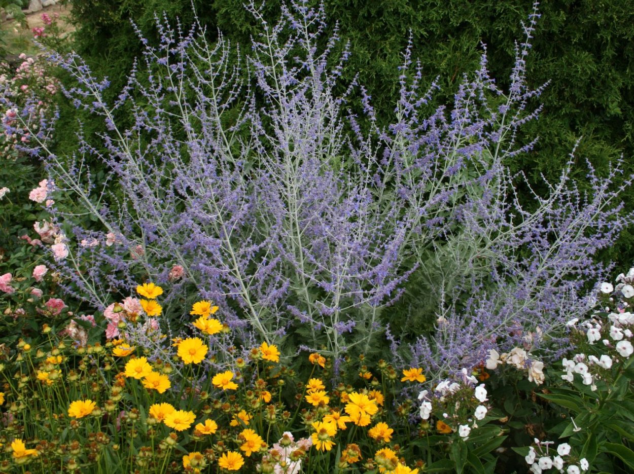 Перовския лебедолистная