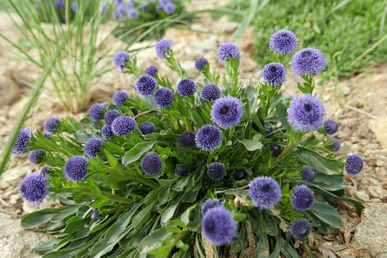 Шаровница крапчатая