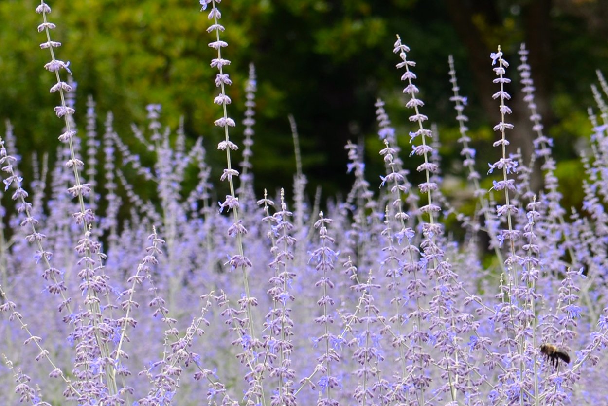 Перовския лебедолистная Блю Спайр
