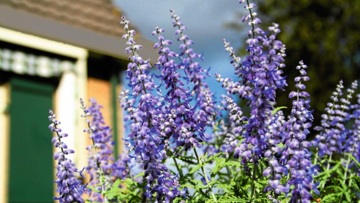 Перовския Лейси Блю