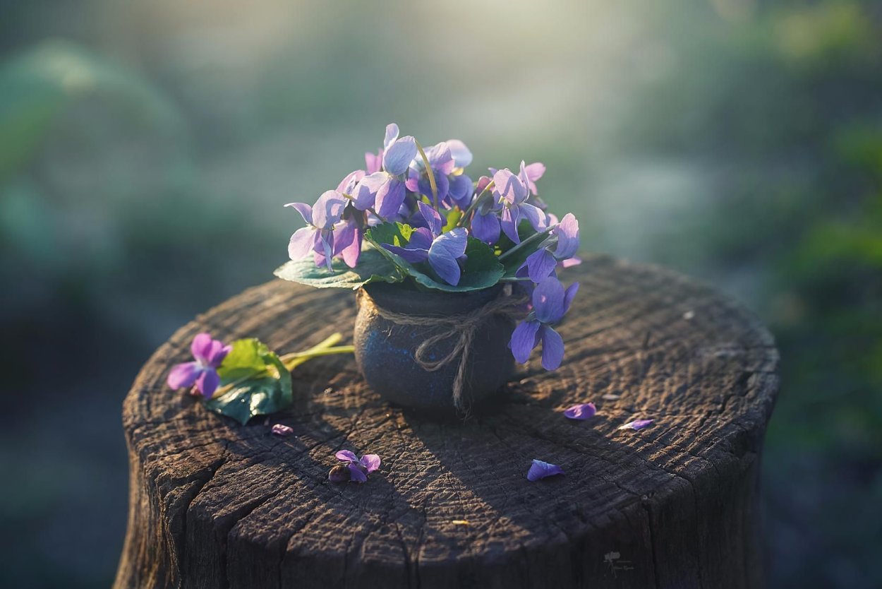 Клумба в пне