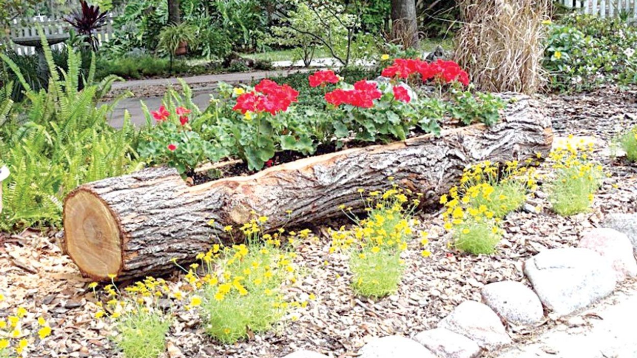 Цветы в пеньке