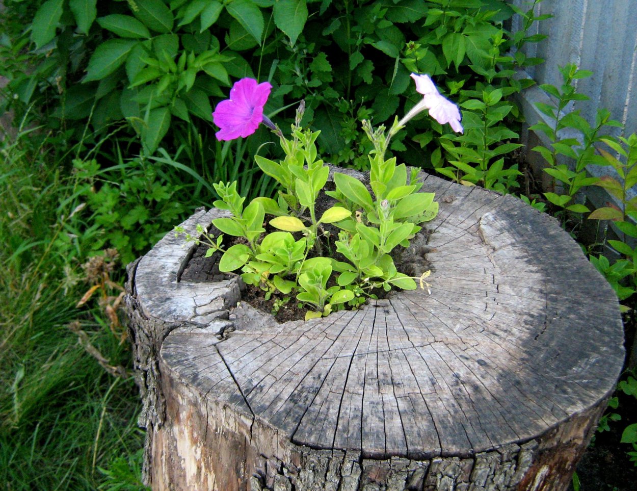 Цветы в пне