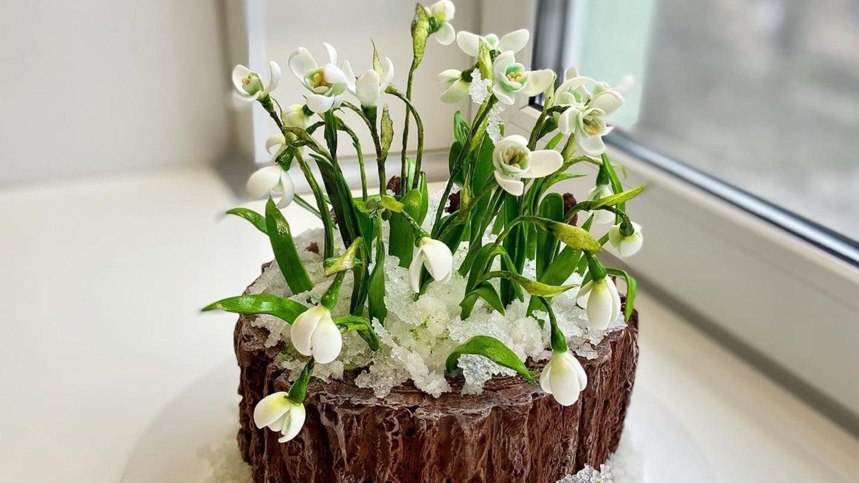 Крассула каменная роза