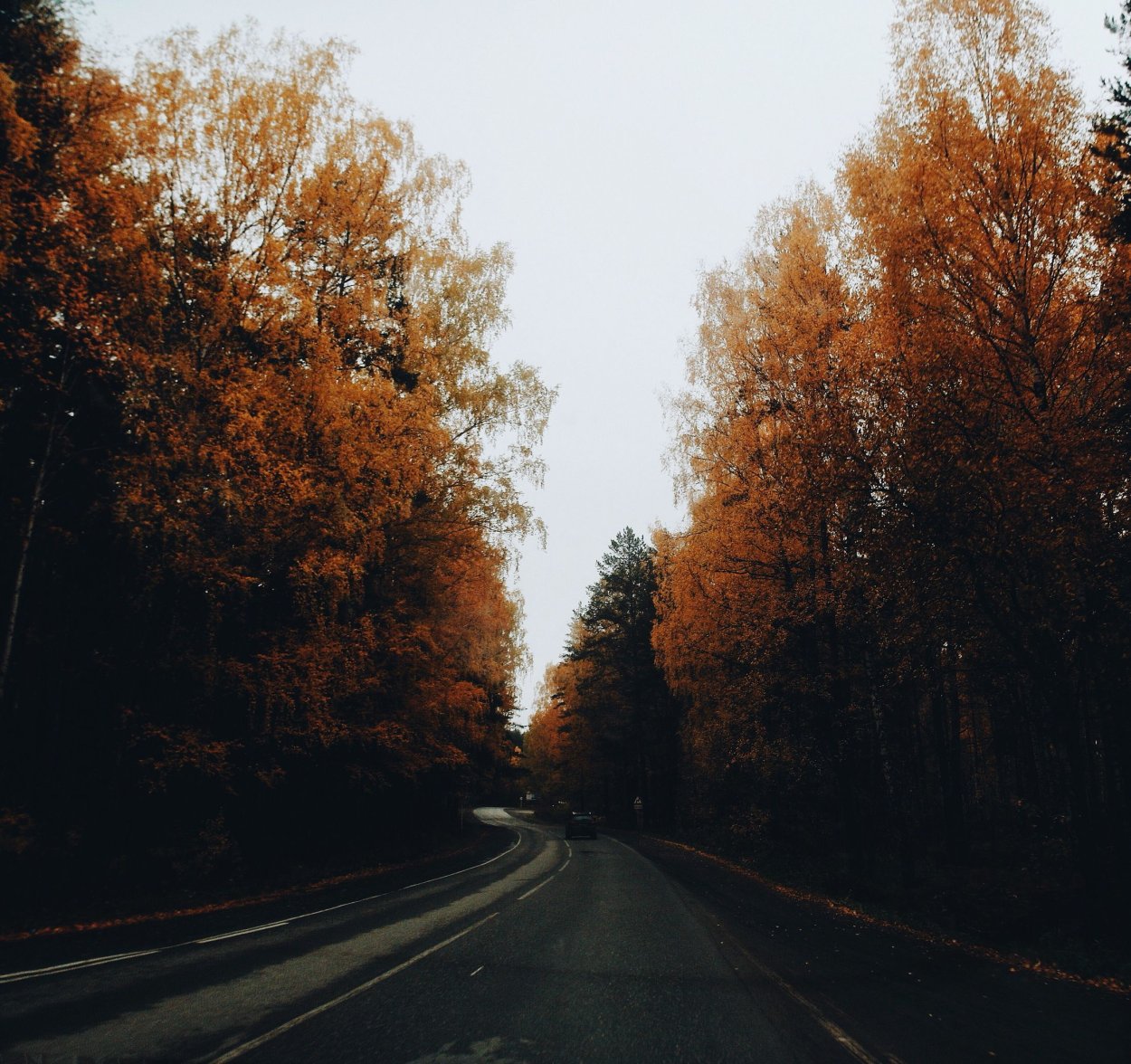 Осенний лес в тумане