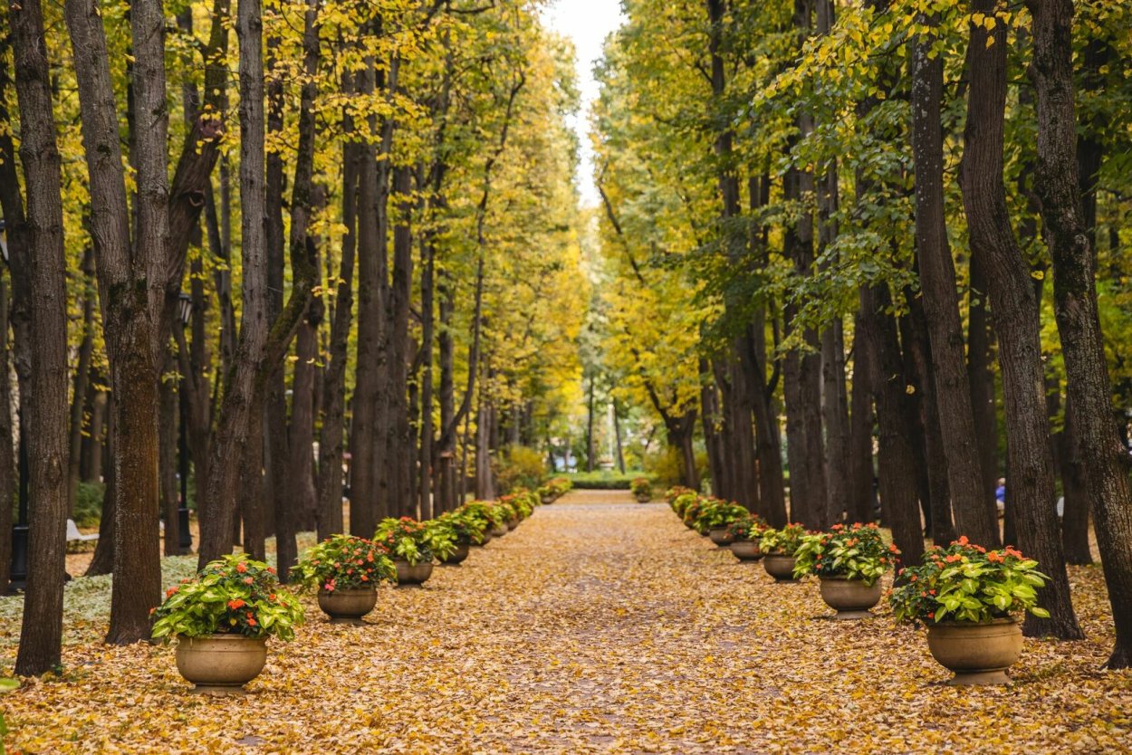 Кленовая аллея садик