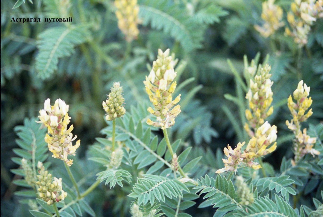 Астрагал нутовый, хлопунец
