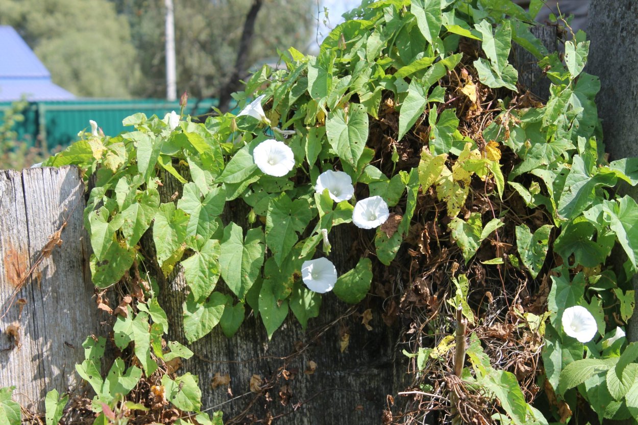 Вьюнок Березка сорняк