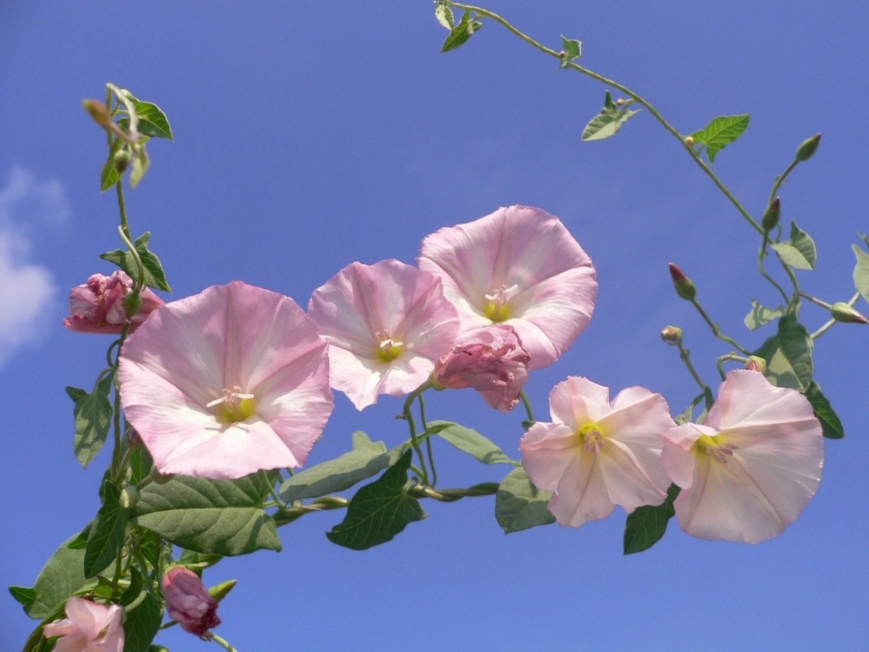 Вьюнок полевой (convōlvulusarvēnsis)