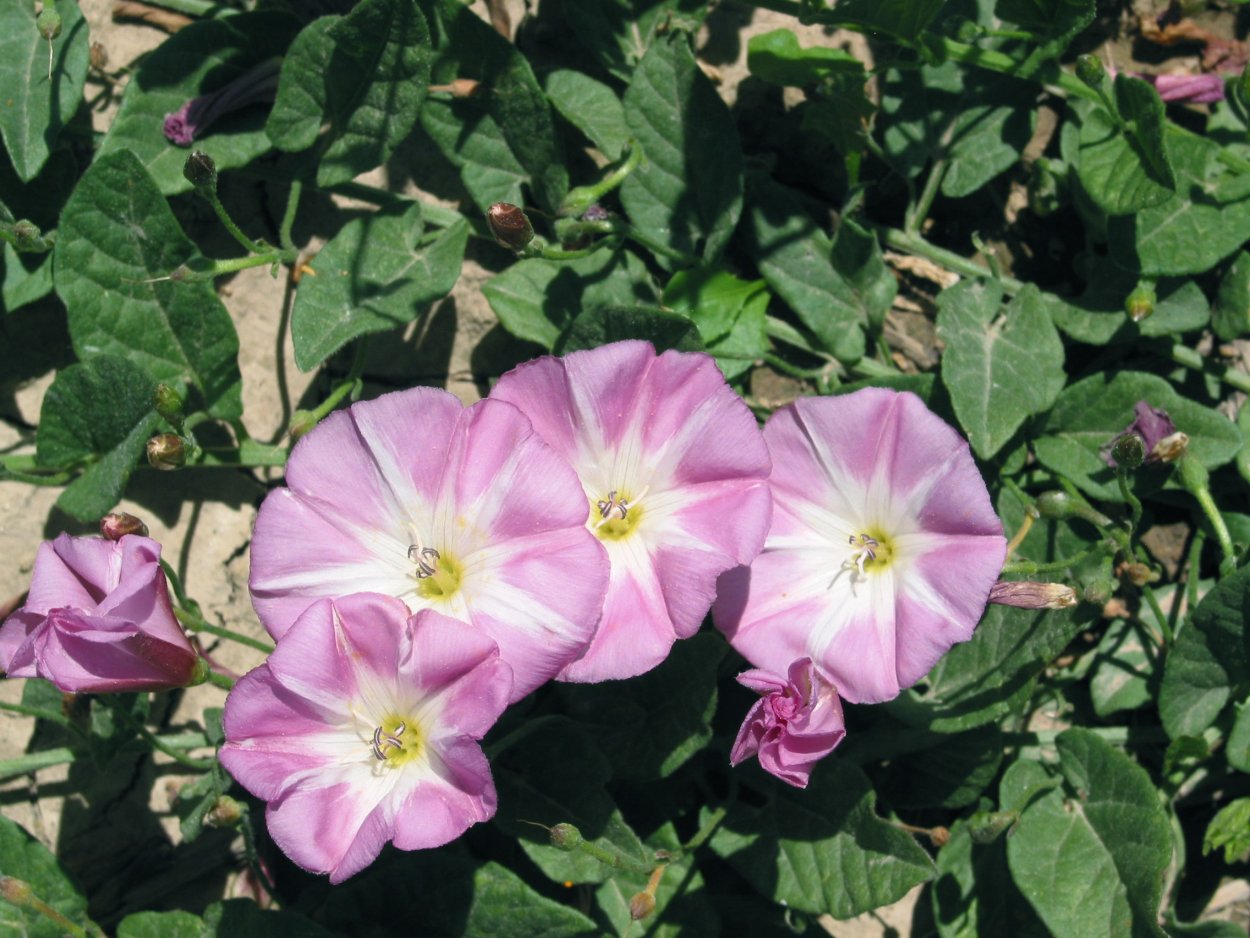 Вьюнок полевой