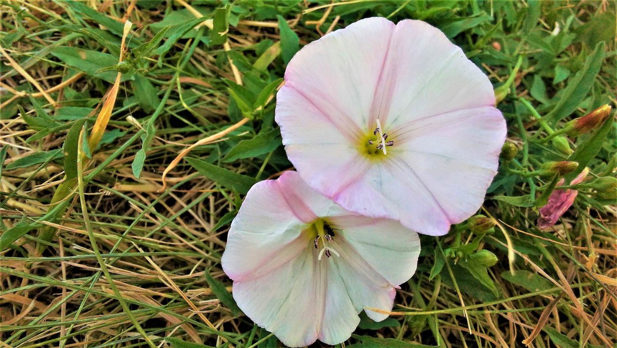 Вьюнок полевой