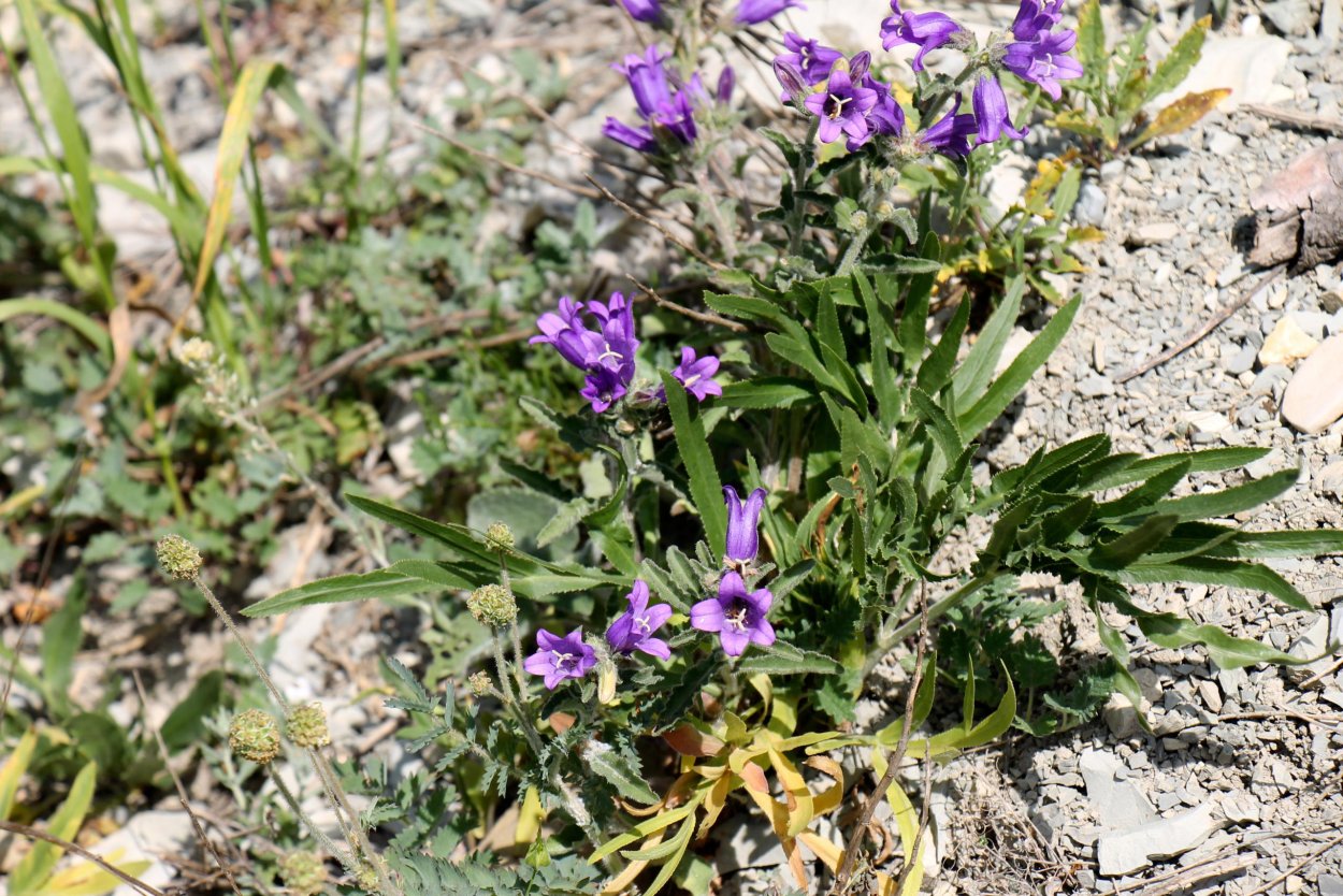 Шалфей лекарственный Эстетика
