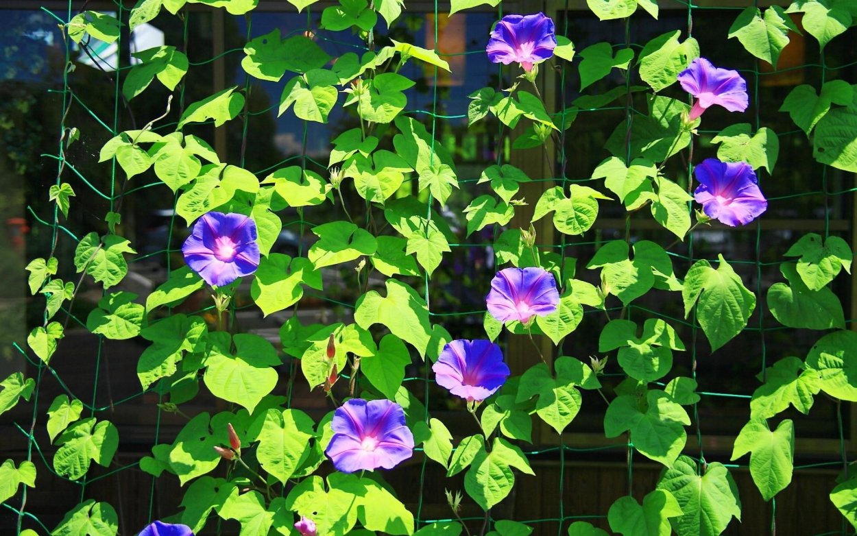 Вьюнок полевой фиолетовый