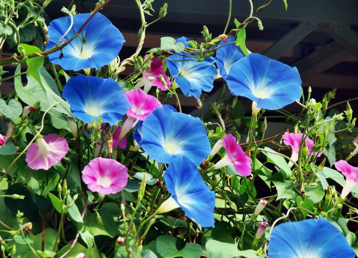 Ипомея Кикио Заки